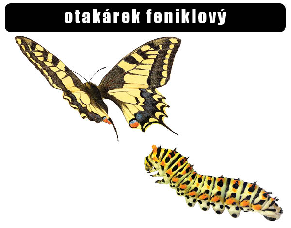 Otakárek fenyklový
