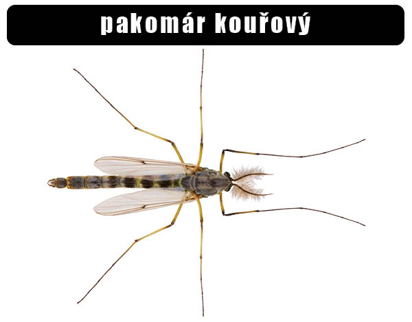 Pakomár kouřový
