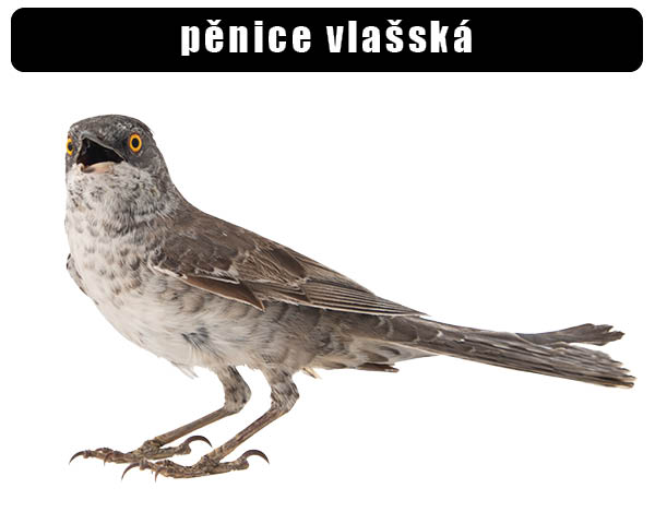 pěnice vlašská
