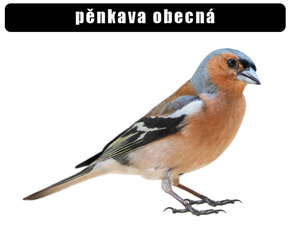 pěnkava obecná