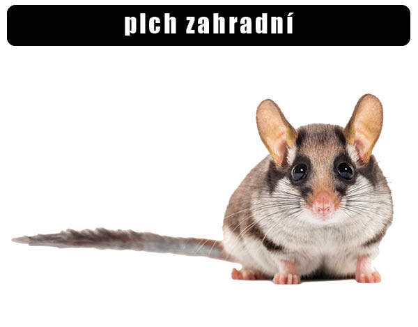 Plch zahradní