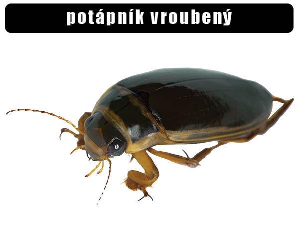 Potápník vroubený