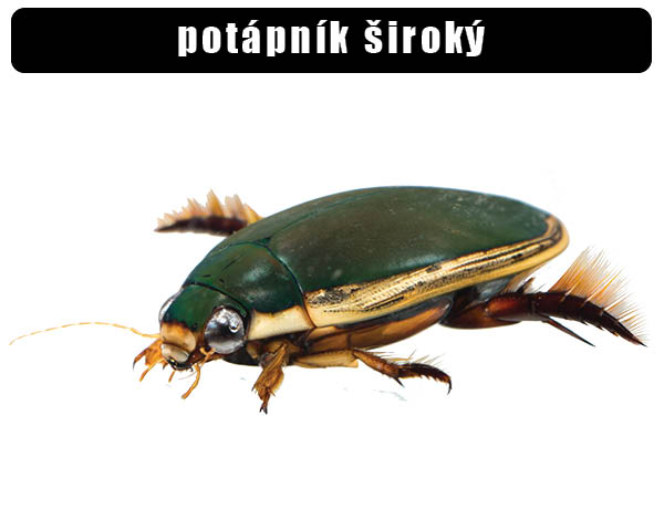 Potápník široký
