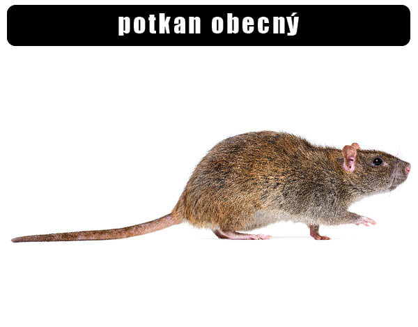Potkan obecný