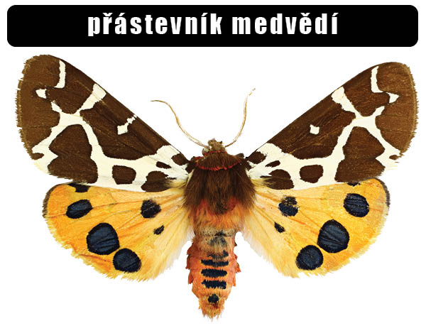 Přástevník medvědí