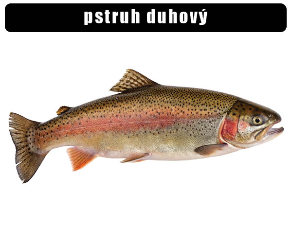 Pstruh duhový