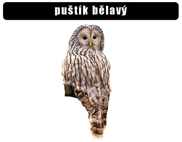 Puštík bělavý