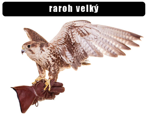 Raroh velký