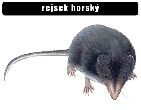 Rejsek horský