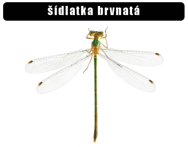 Šídlatka brvnatá