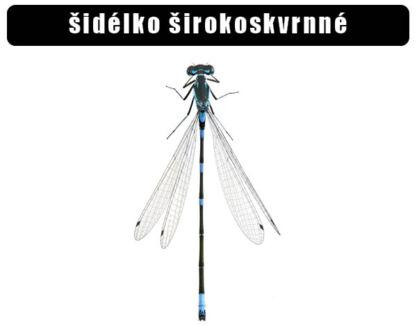 Šidélko širokoskvrnné