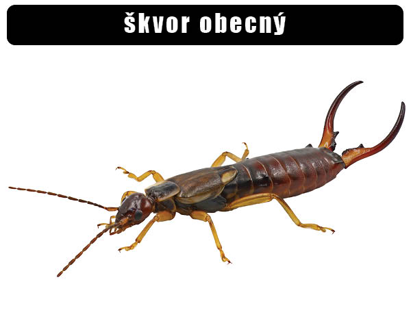 Škvor obecný