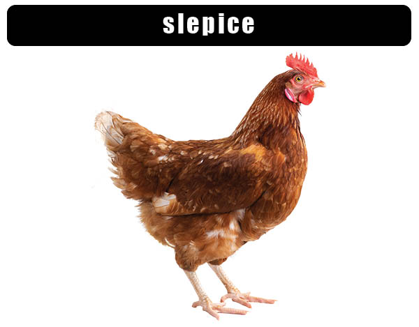 Slepice domácí