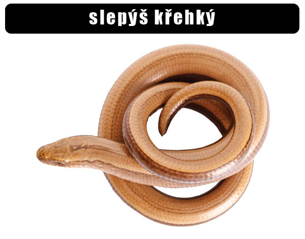 Slepýš křehký