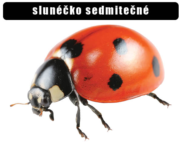 Slunéčko sedmitečné