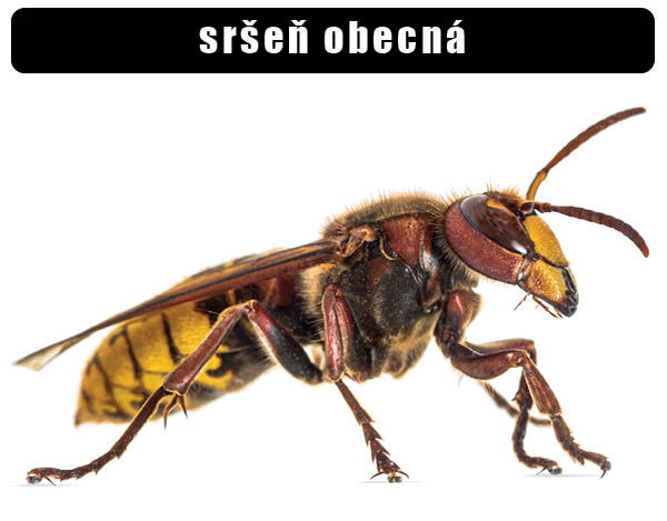 Sršeň obecná