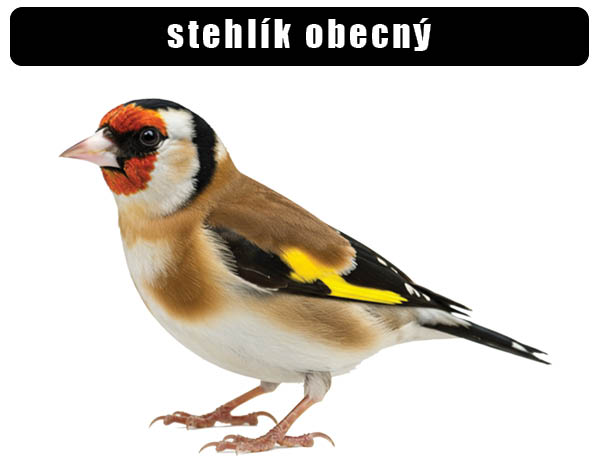 Stehlík obecný