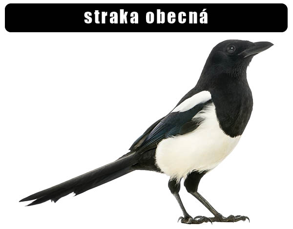 Straka obecná
