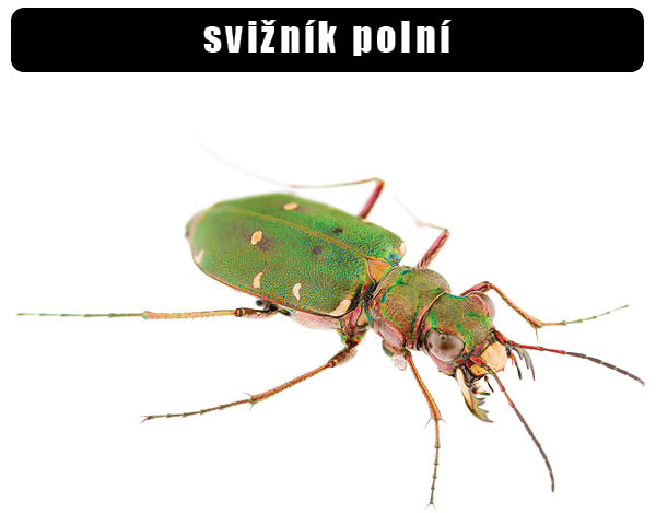 Svižník polní