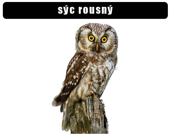 Sýc rousný