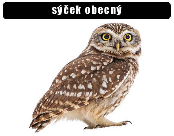 Sýček obecný