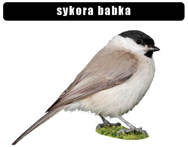 Sýkora babka