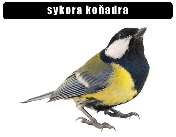 Sýkora koňadra