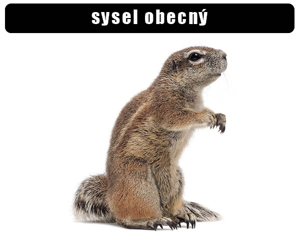 sysel obecný