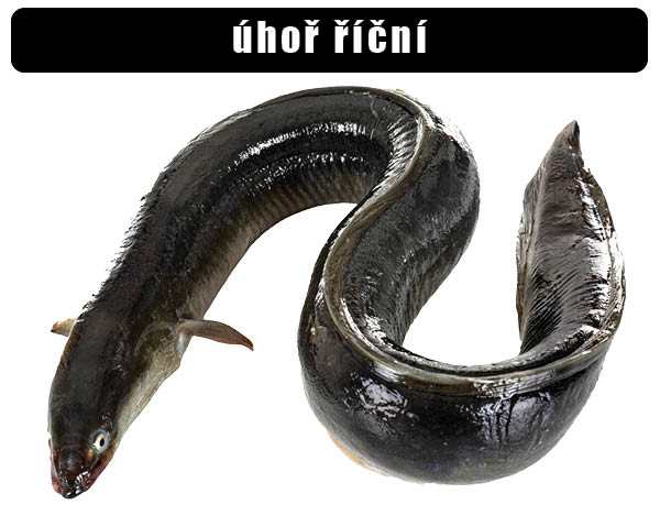úhoř říční