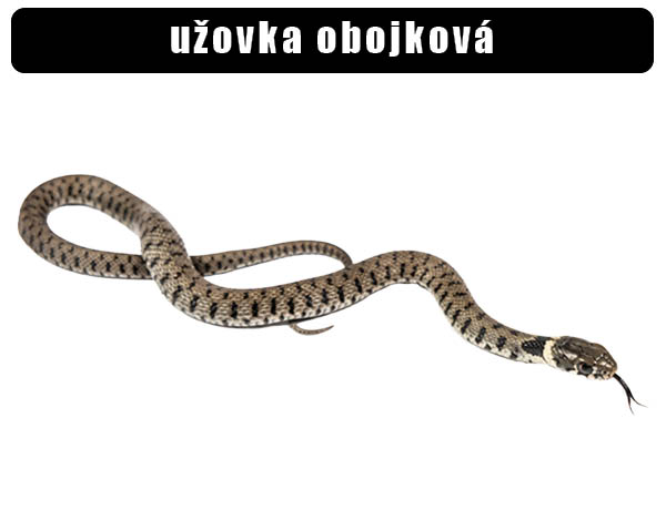 Užovka obojková
