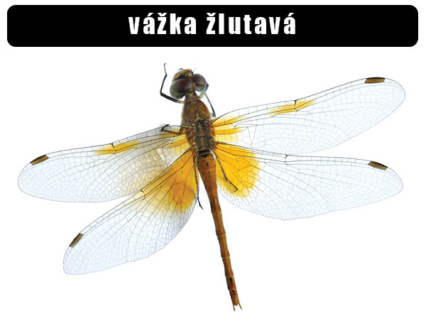 vážka žlutavá