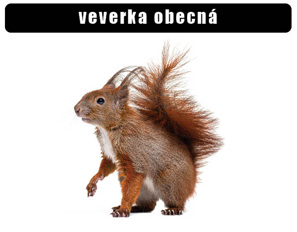 Veverka obecná