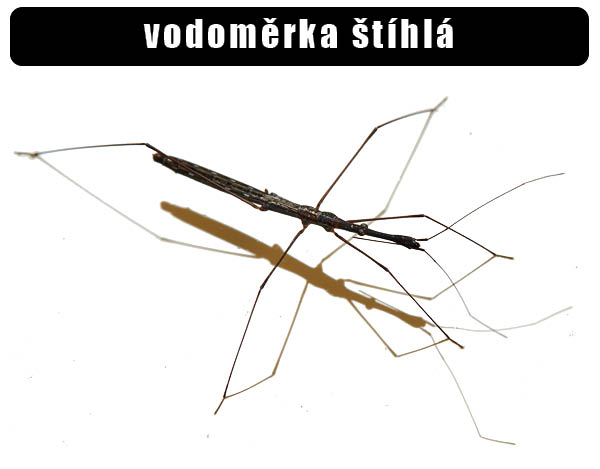 Vodoměrka štíhlá