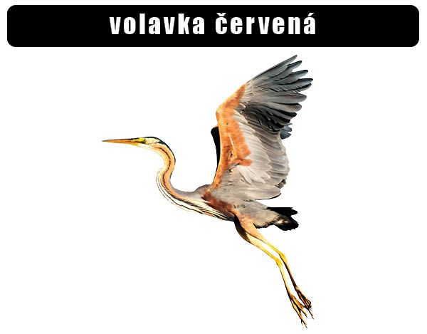 Volavka červená