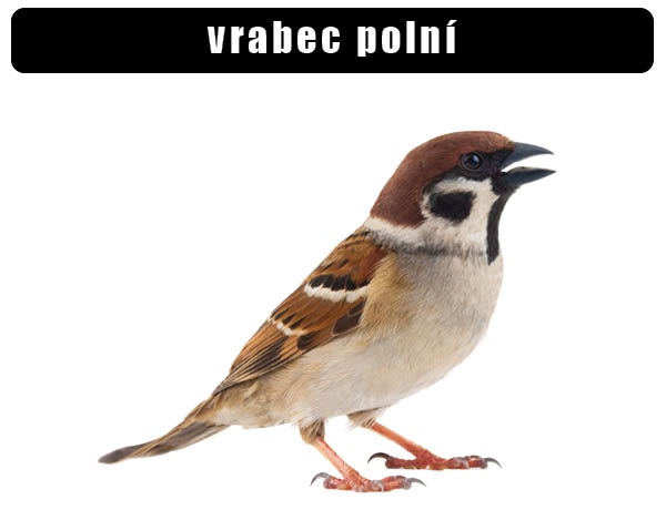 Vrabec plní