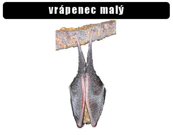 Vrápenec malý