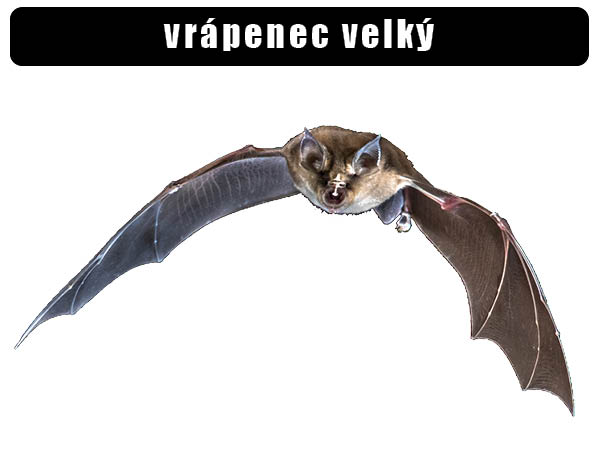 Vrápenec velký