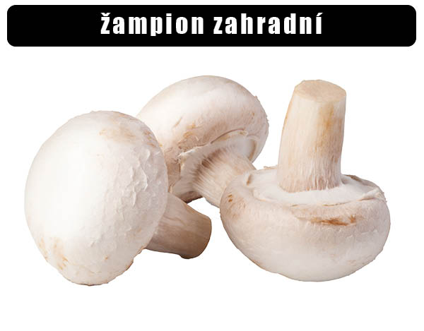 žampion zahradní