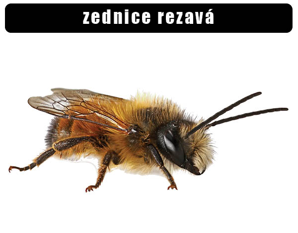 Zednice rezavá