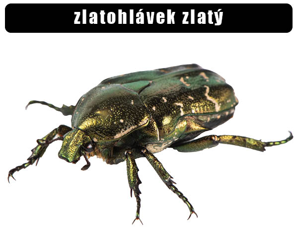 Zlatohlávek zlatý