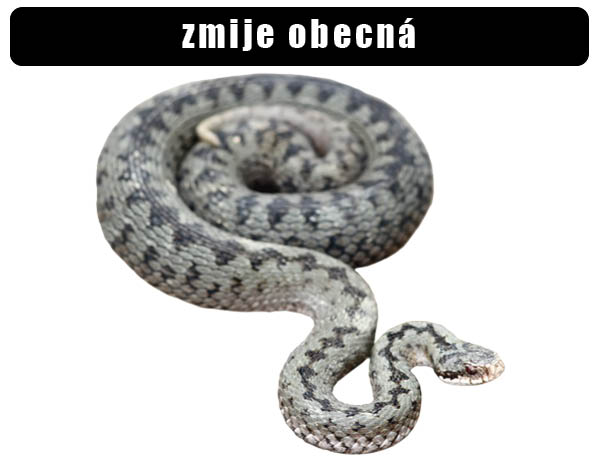 Zmije obecná