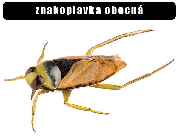 Znakoplavka obecná